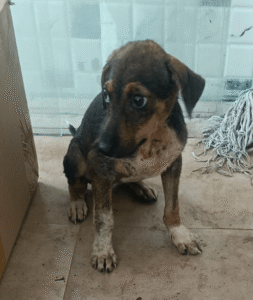 Miko survived a street dog attack and is ready for a home