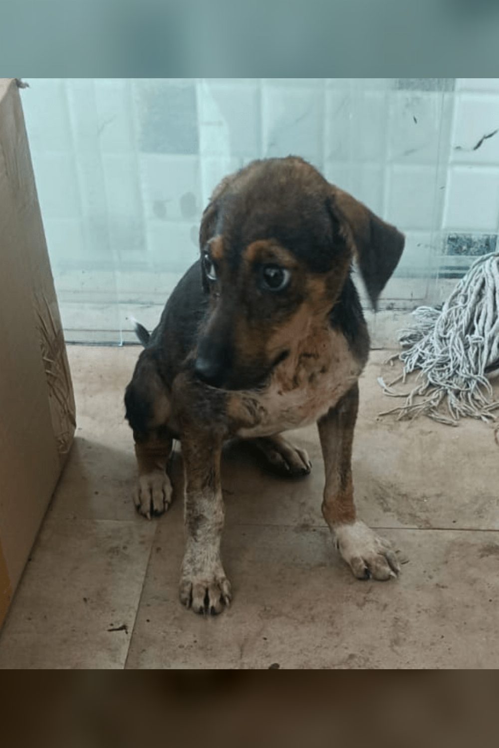 Miko survived a street dog attack and is ready for a home — Mumbai