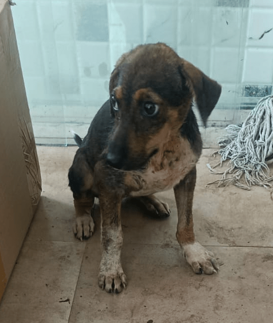 Miko, a rescued dog recovering from a street attack, up for adoption in Mumbai