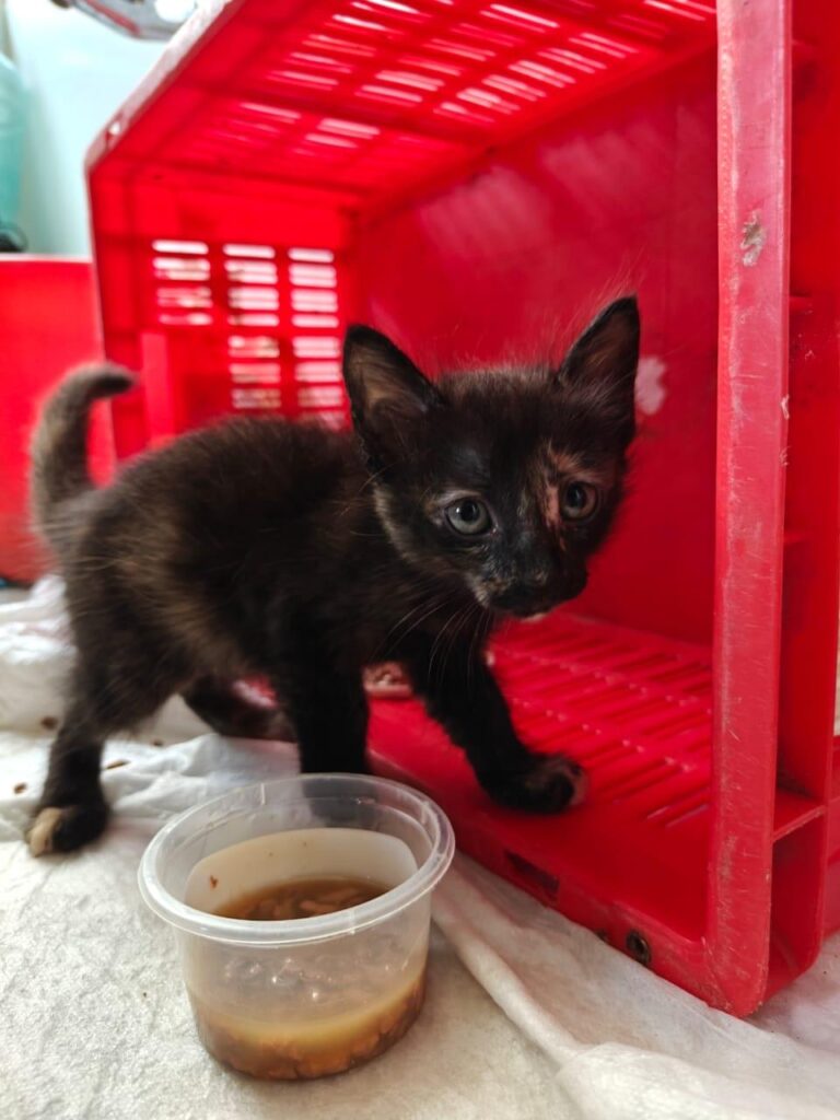 Kitten for adoption in Chennai - kitten in Chennai