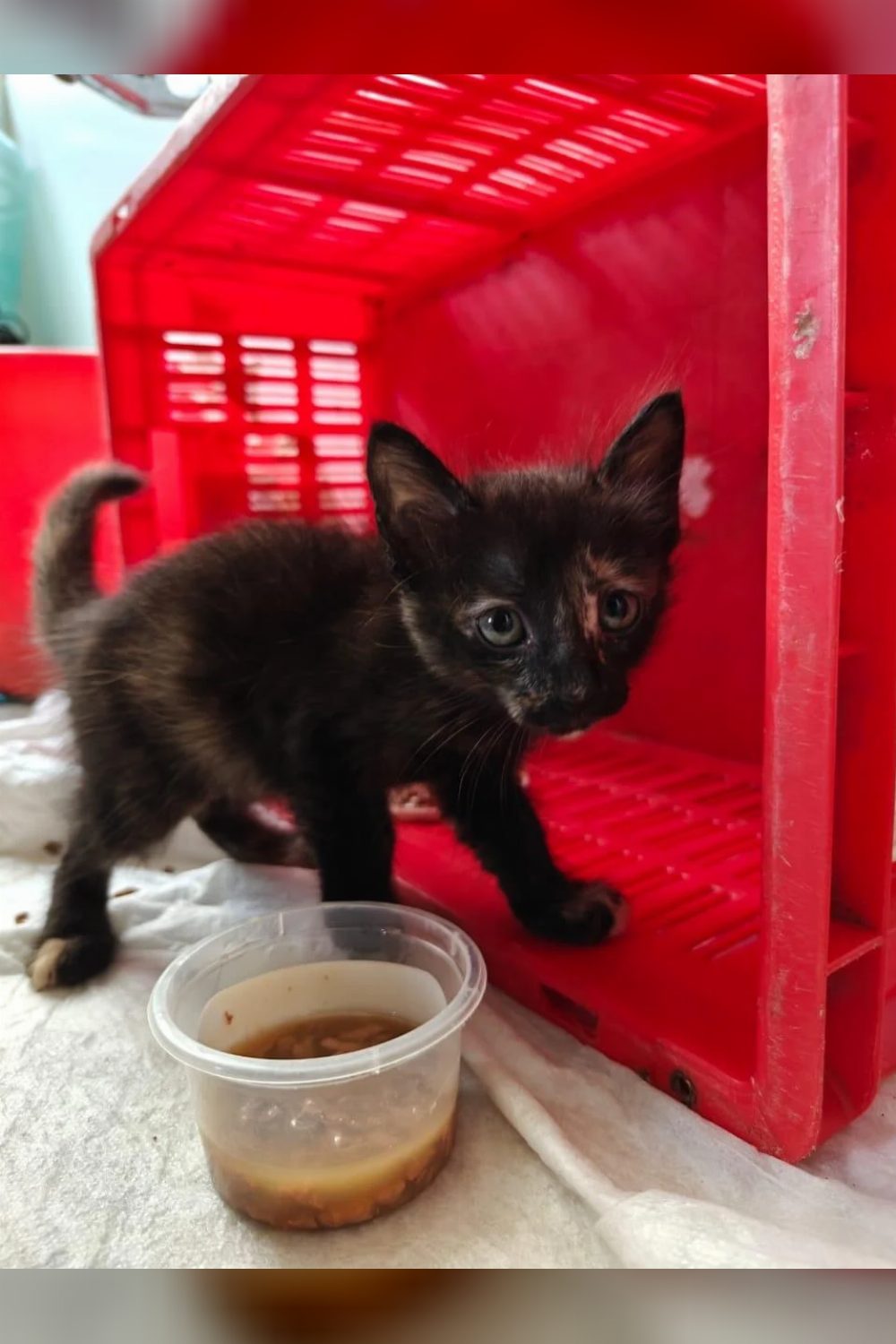 Kitten for adoption — Chennai