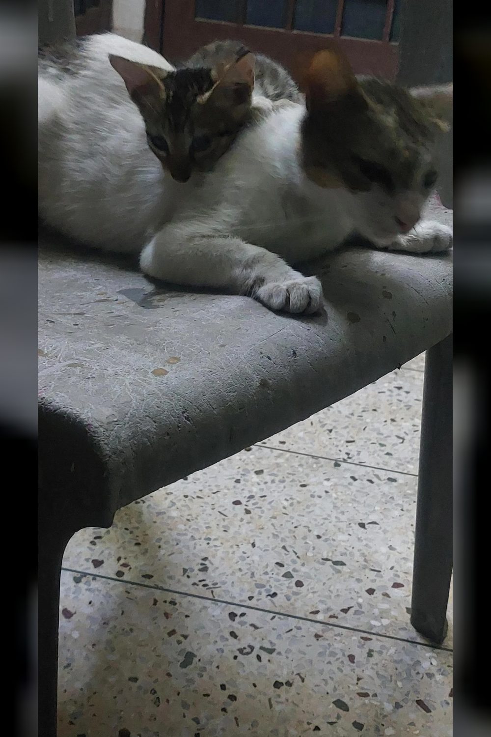 Female kitten for adoption — Dehradun