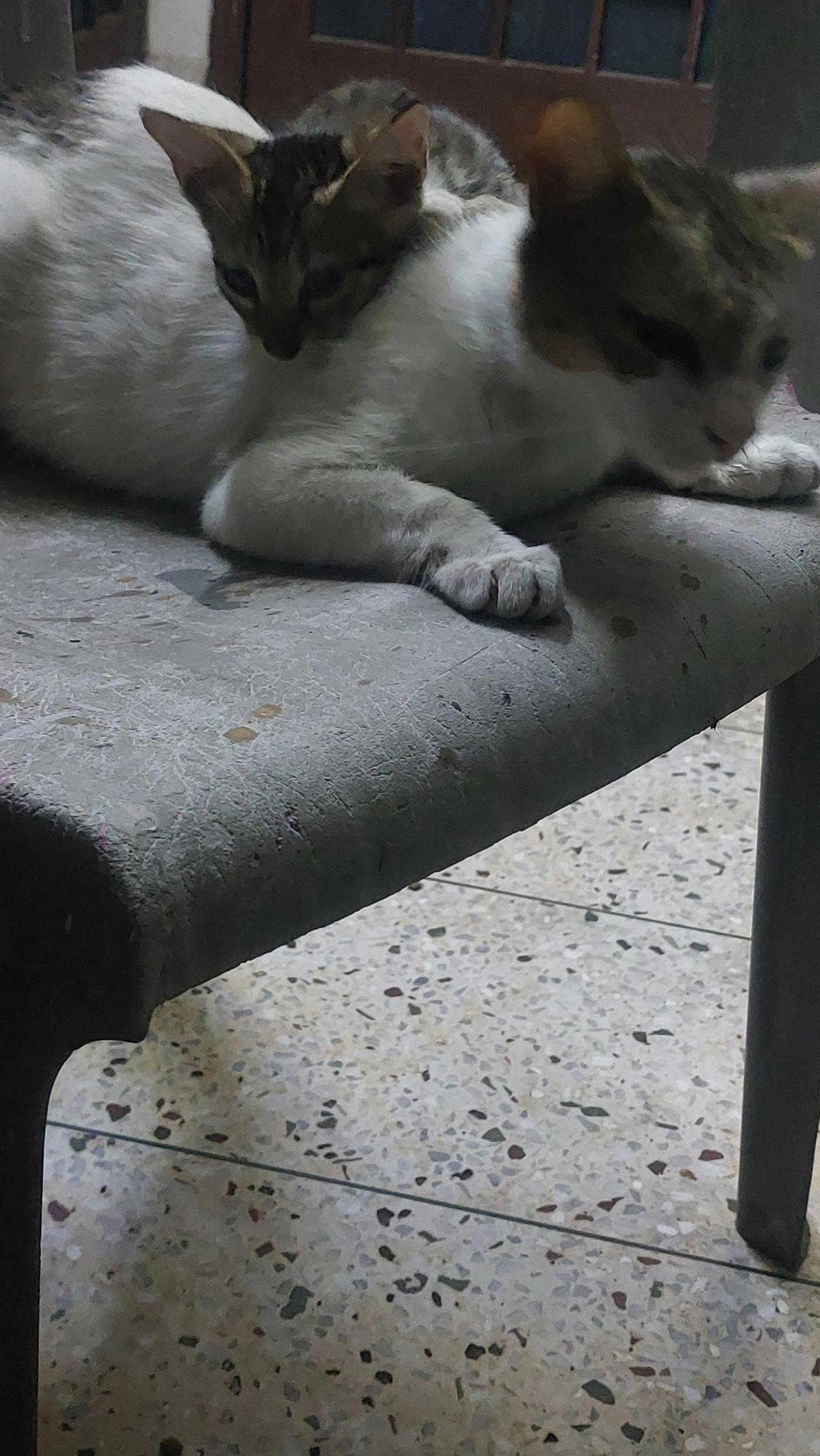 Female kitten for adoption — Dehradun