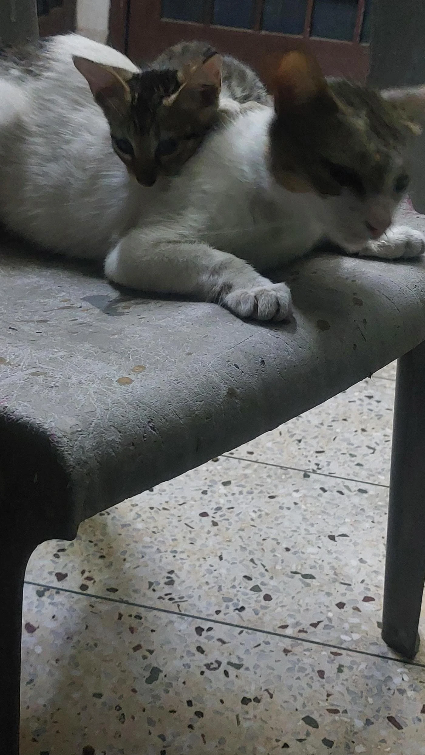 Female kitten for adoption in Dehradun