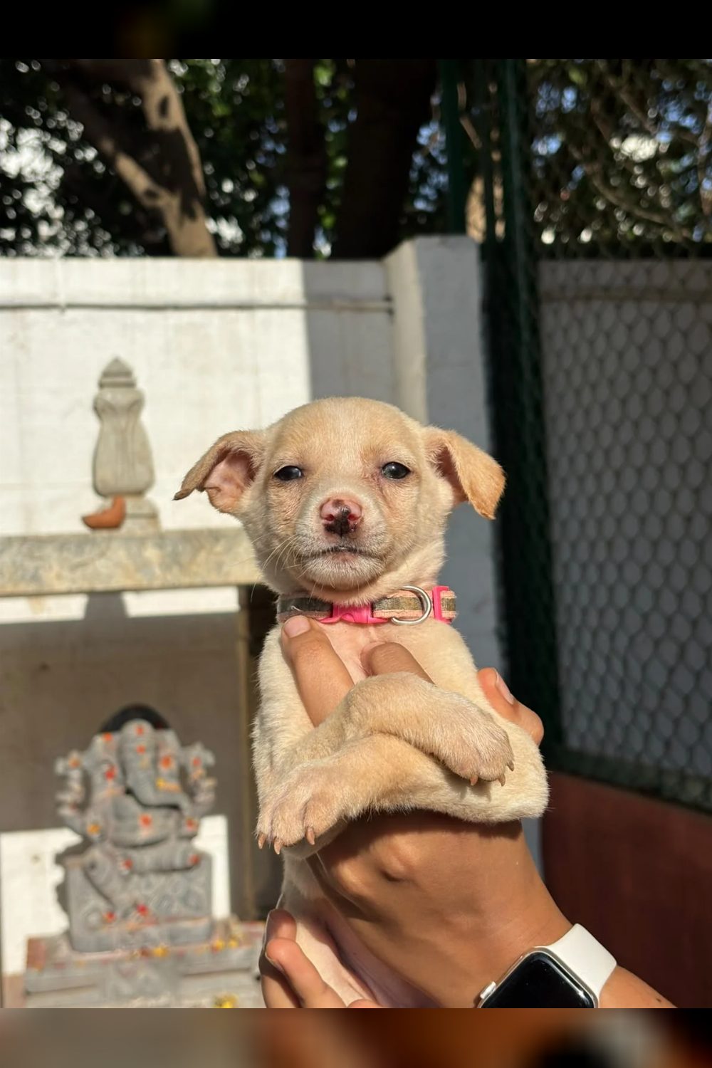 Puppy Adoption Request — Bengaluru