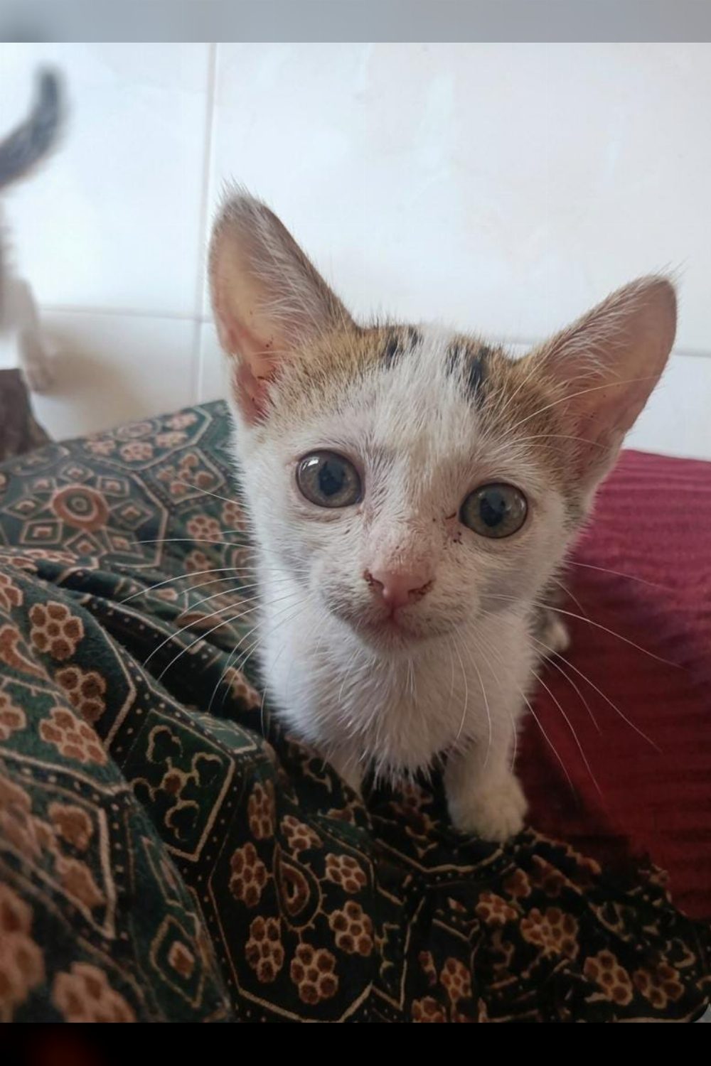 Adopt this kitten with hypnotic eyes — Thiruvananthapuram
