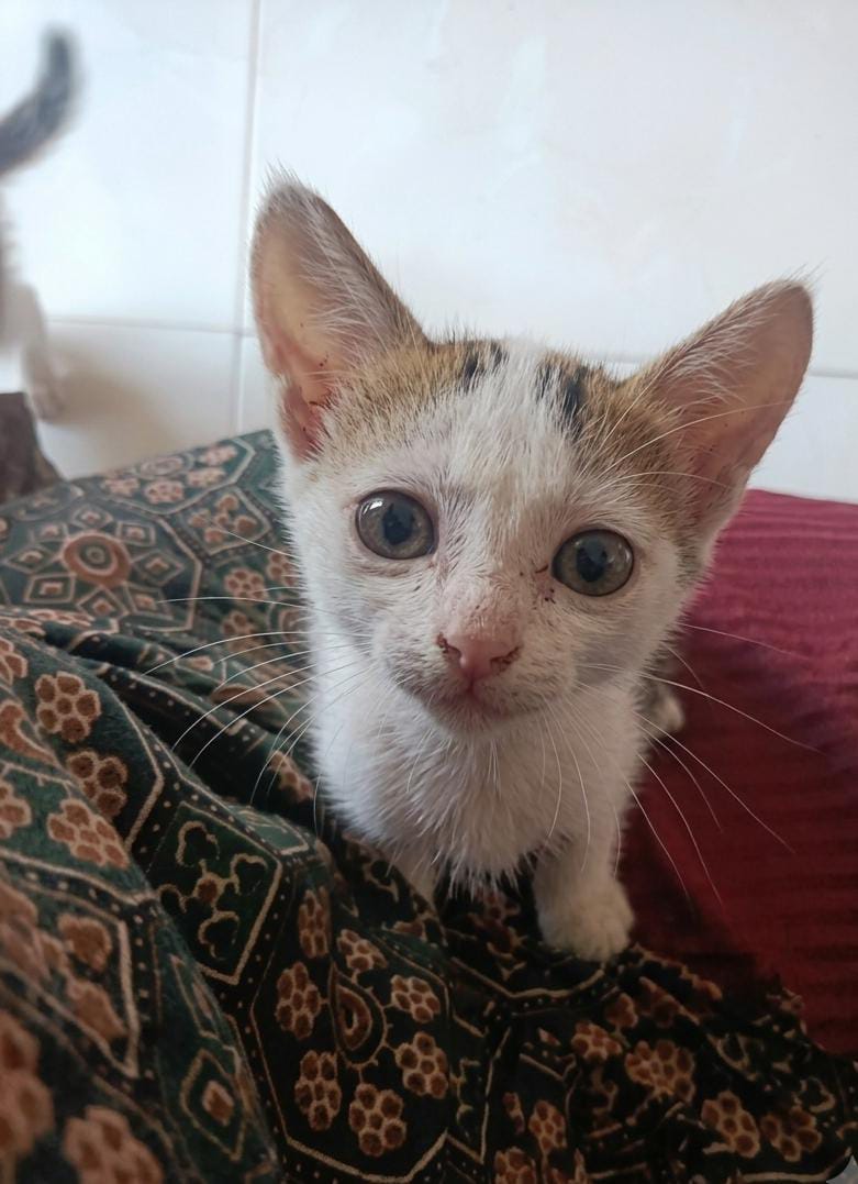 Adopt this kitten with hypnotic eyes — Thiruvananthapuram
