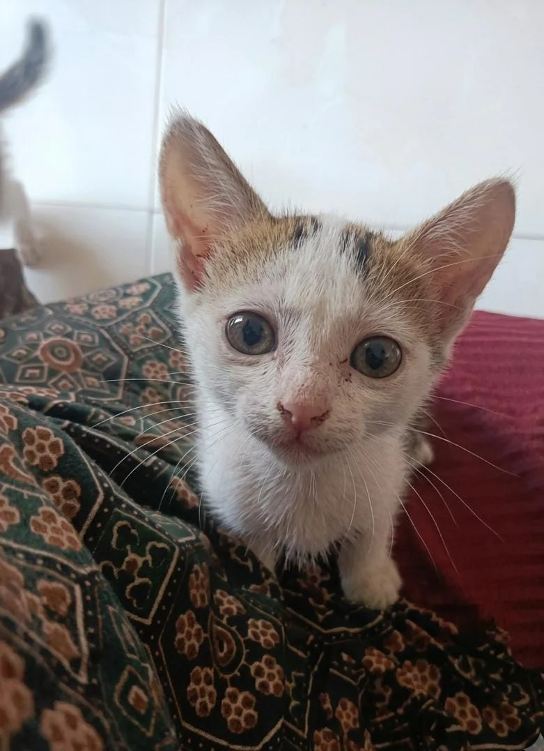 Adopt this kitten with hypnotic eyes in Thiruvananthapuram