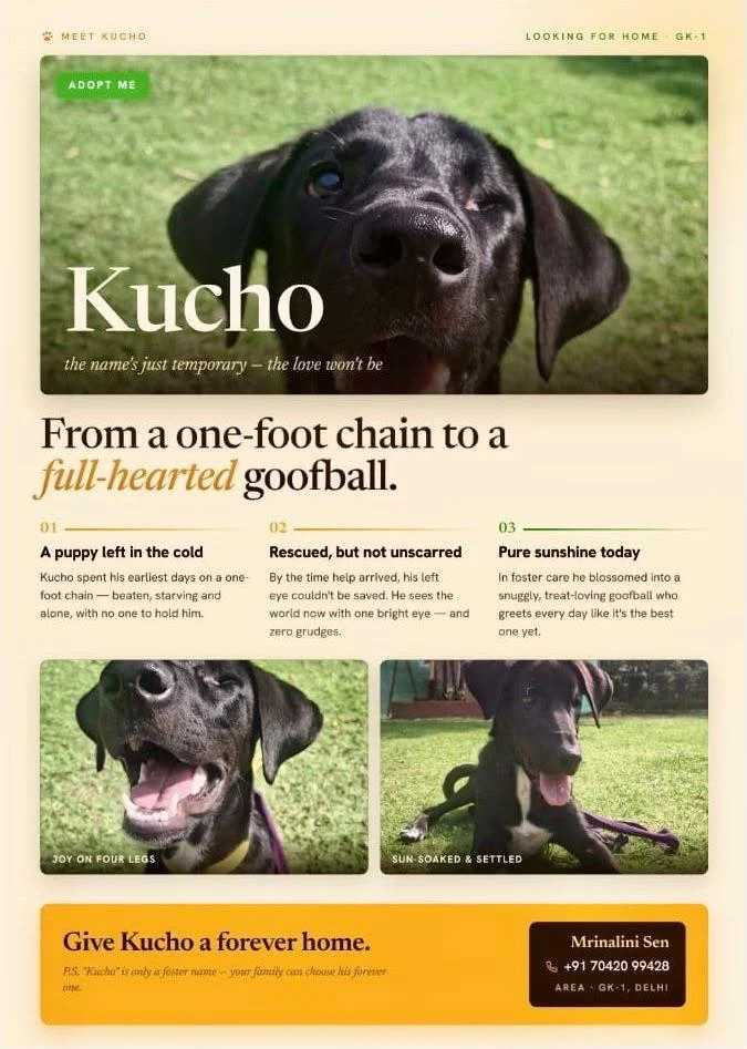Kucho, a black rescued dog in GK-1 Delhi, photographed outdoors on grass