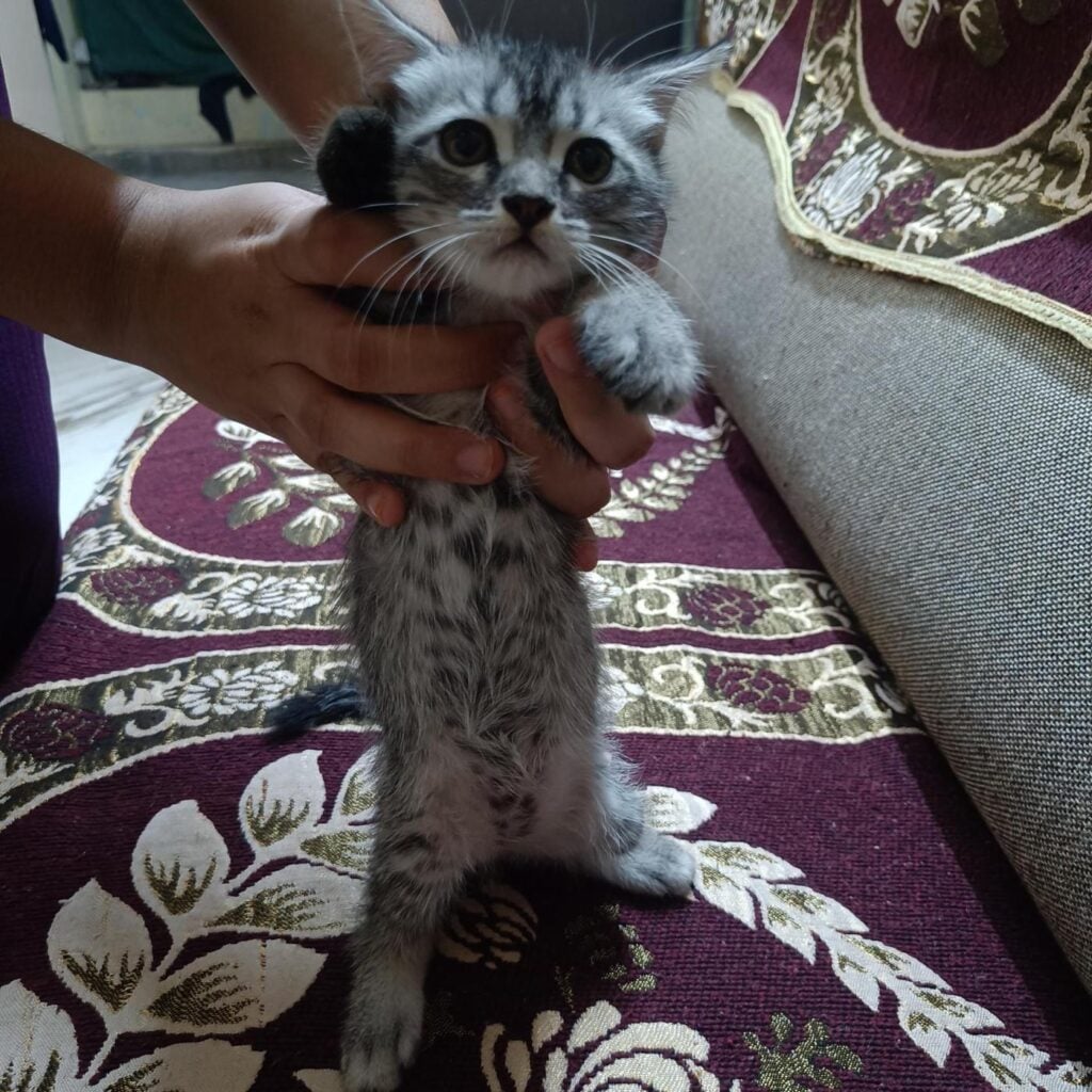 Cute Semi-Persian Kittens - kitten for adoption in Hyderabad