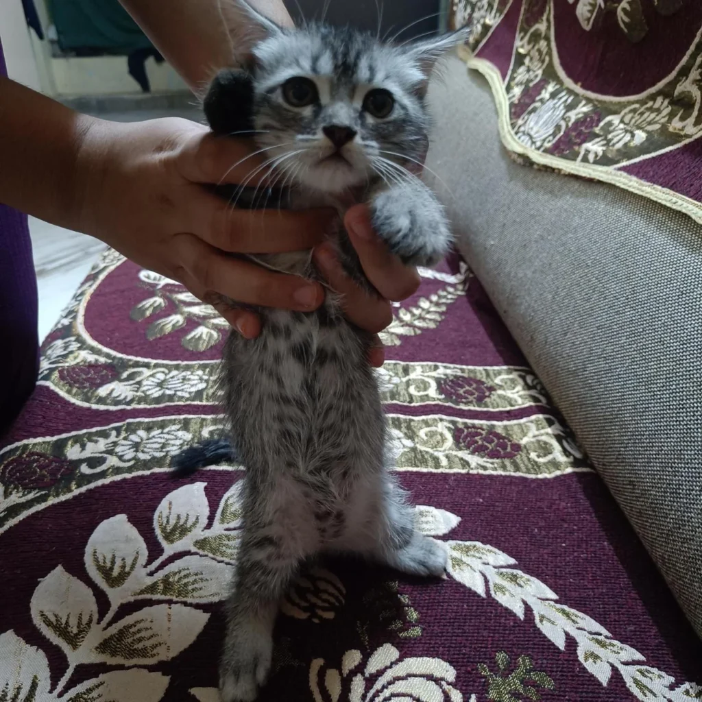 Cute Semi-Persian Kittens - kitten for adoption in Hyderabad