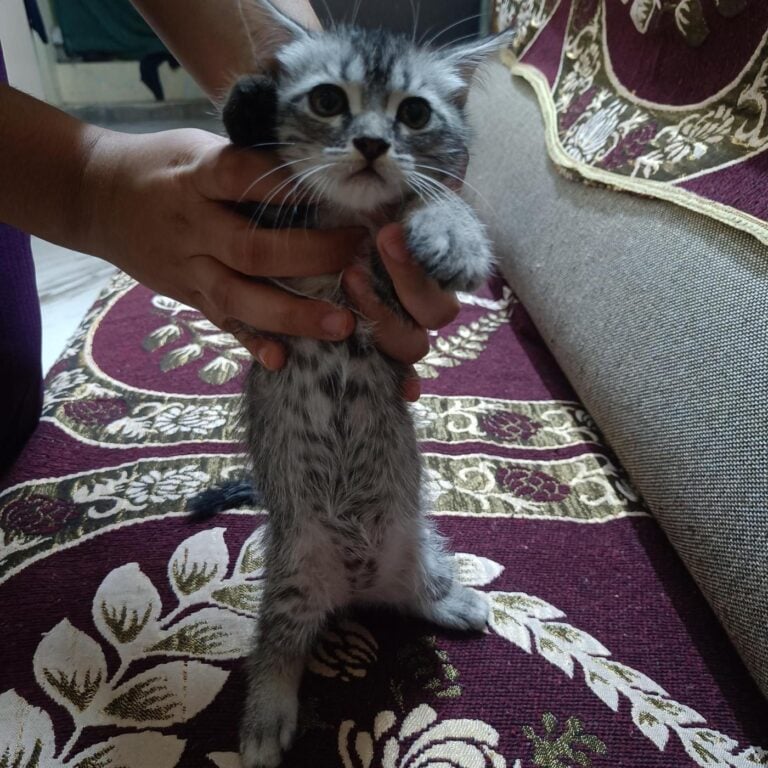 Cute Semi-Persian Kittens, adoptable cat in Hyderabad