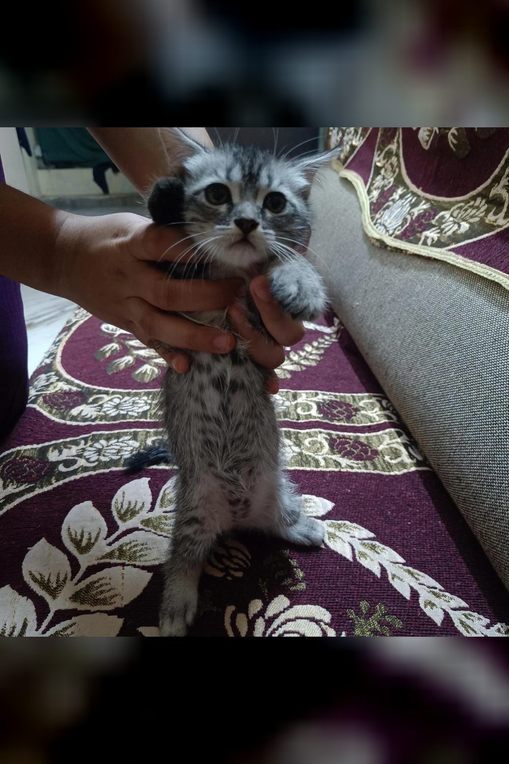 Cute Semi-Persian Kittens — Hyderabad