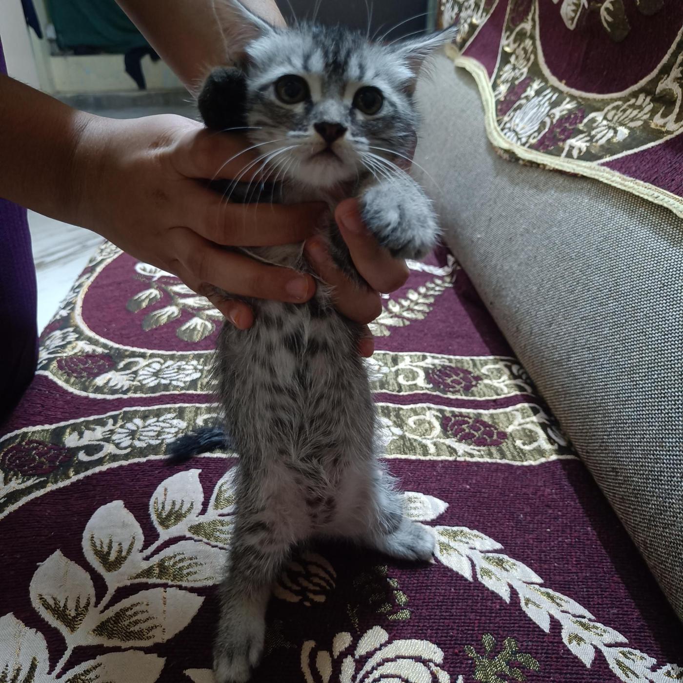 Cute Semi-Persian Kittens — Hyderabad