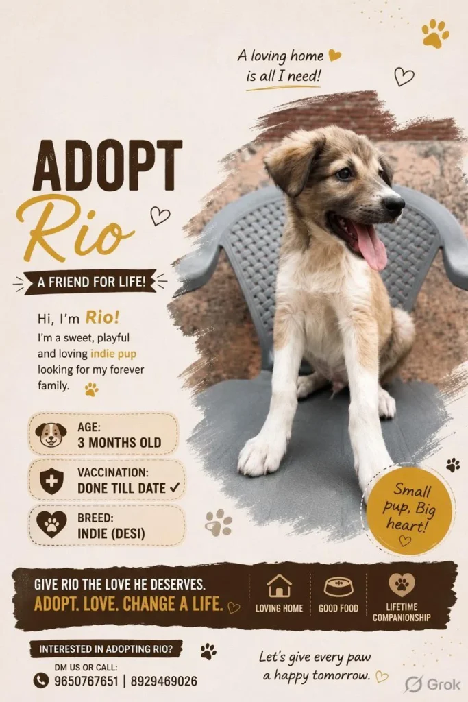 Rio, a three-month-old indie puppy, vaccinated to date, in Delhi NCR
