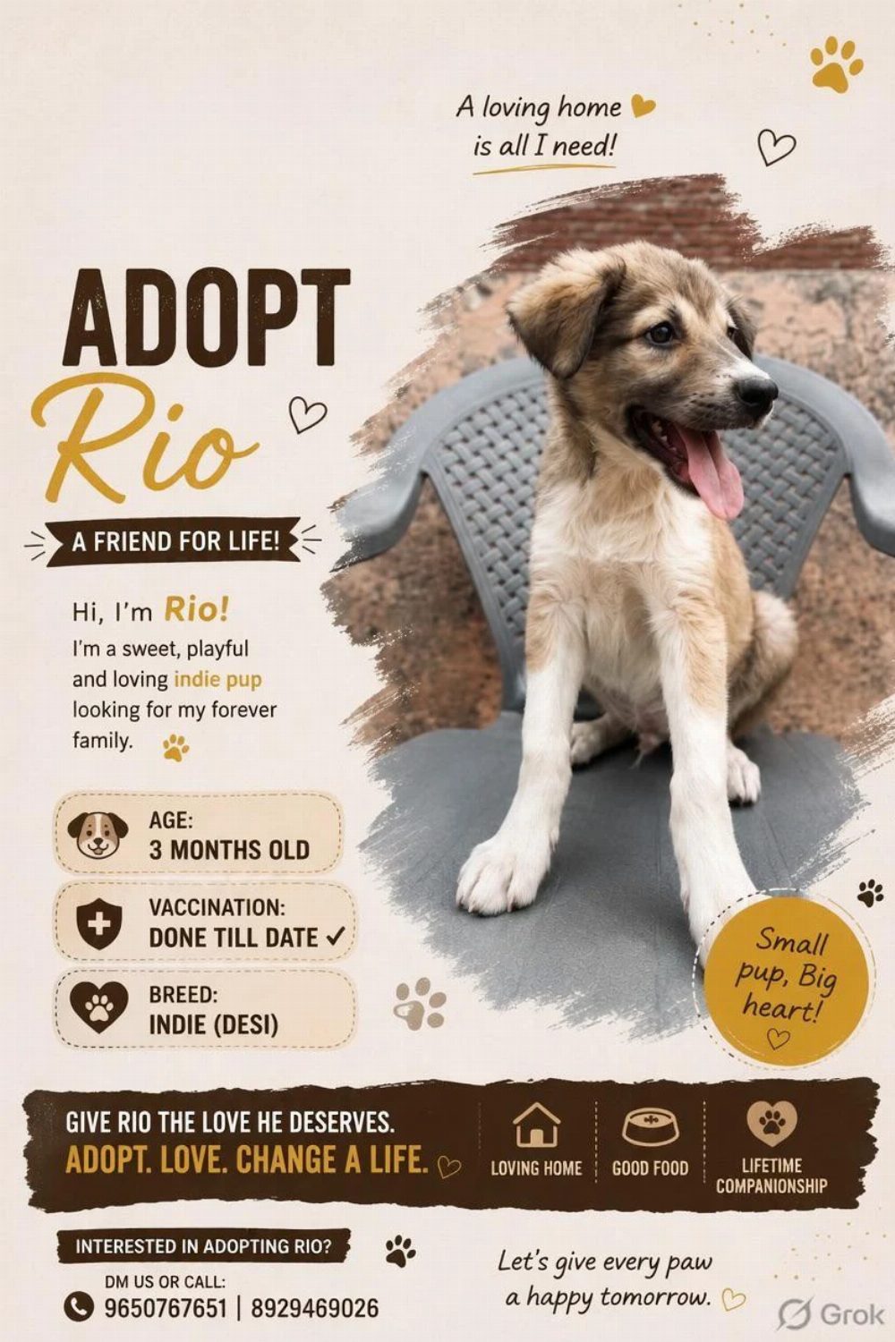 Rio, a three-month-old indie pup, is vaccinated and ready — Delhi NCR