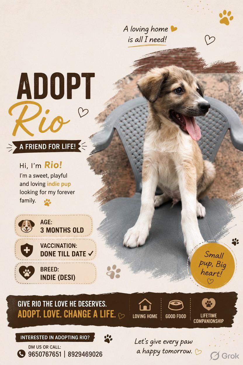 Rio, a three-month-old indie pup, is vaccinated and ready — Delhi NCR