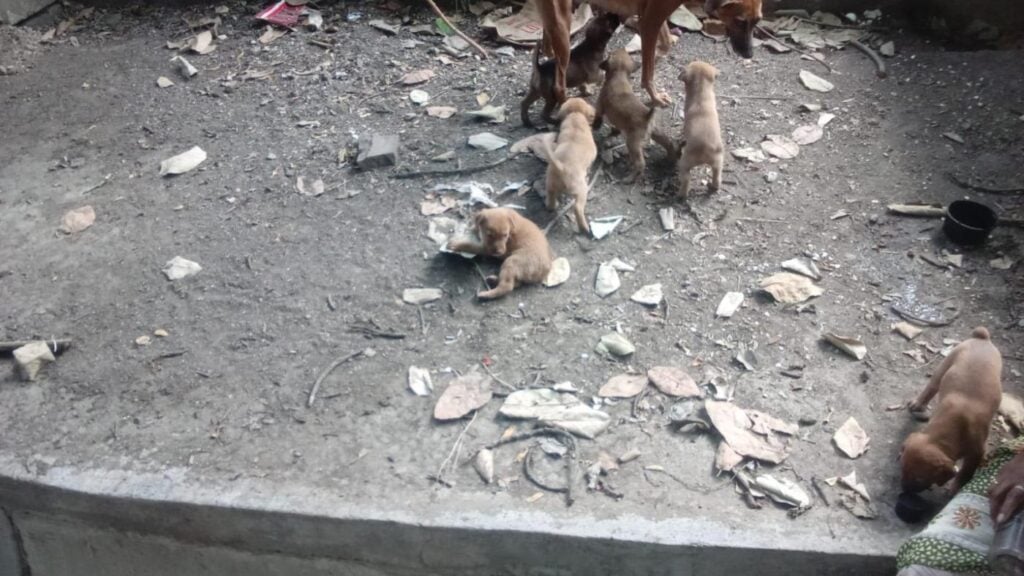 6 Indie puppies for adoption in Bibvewadi, Pune - puppy in Pune