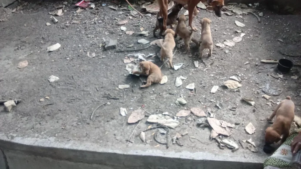 6 Indie puppies for adoption in Bibvewadi, Pune - puppy in Pune