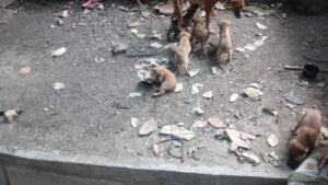 6 Indie puppies for adoption in Bibvewadi