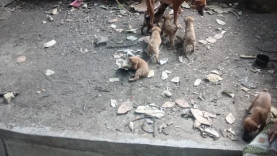 6 Indie puppies for adoption in Bibvewadi