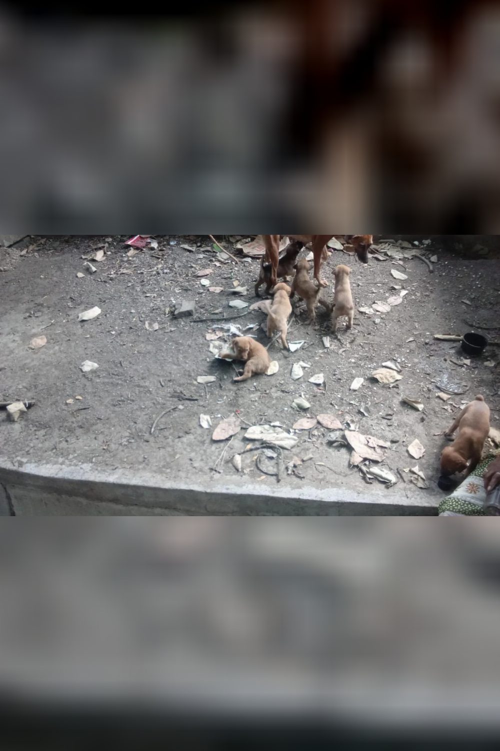 6 Indie puppies for adoption in Bibvewadi — Pune
