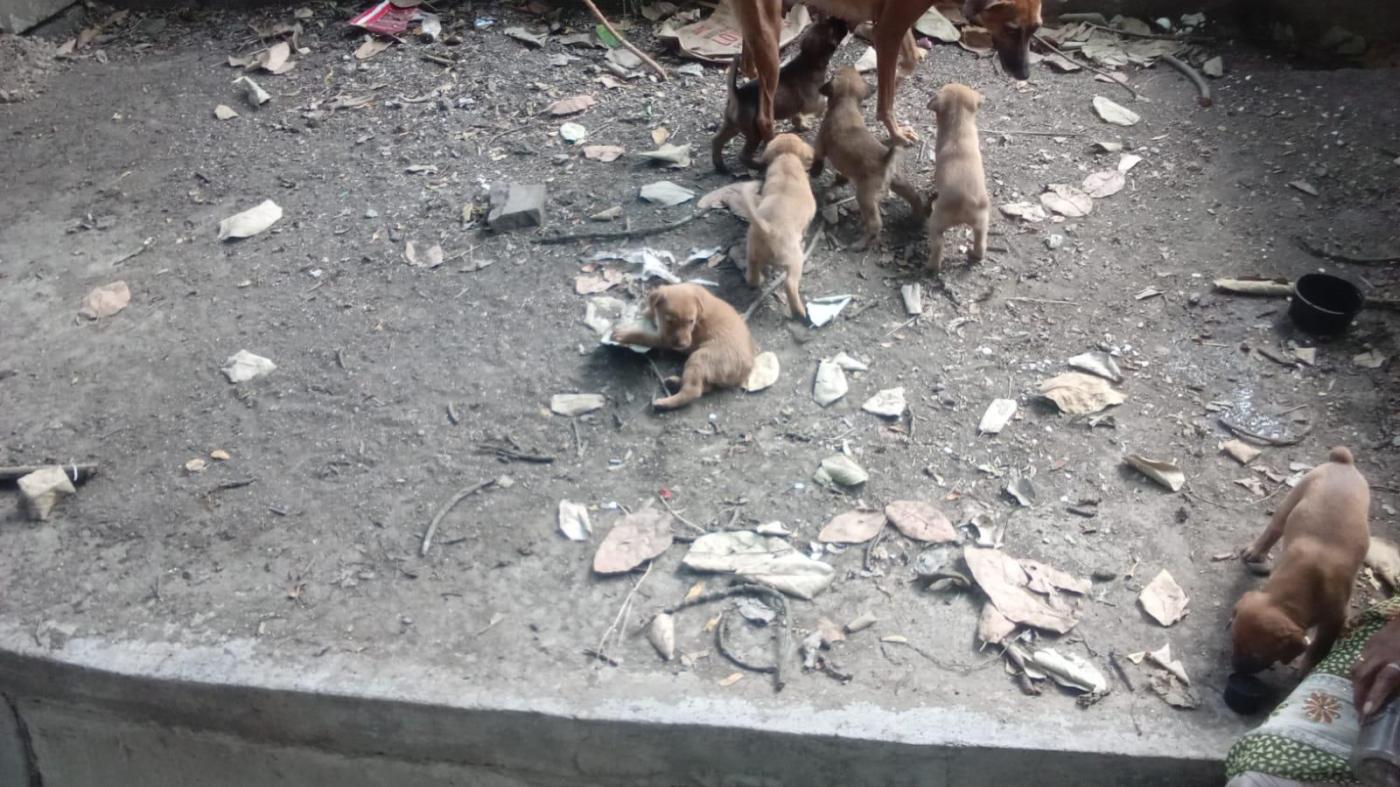 6 Indie puppies for adoption in Bibvewadi — Pune