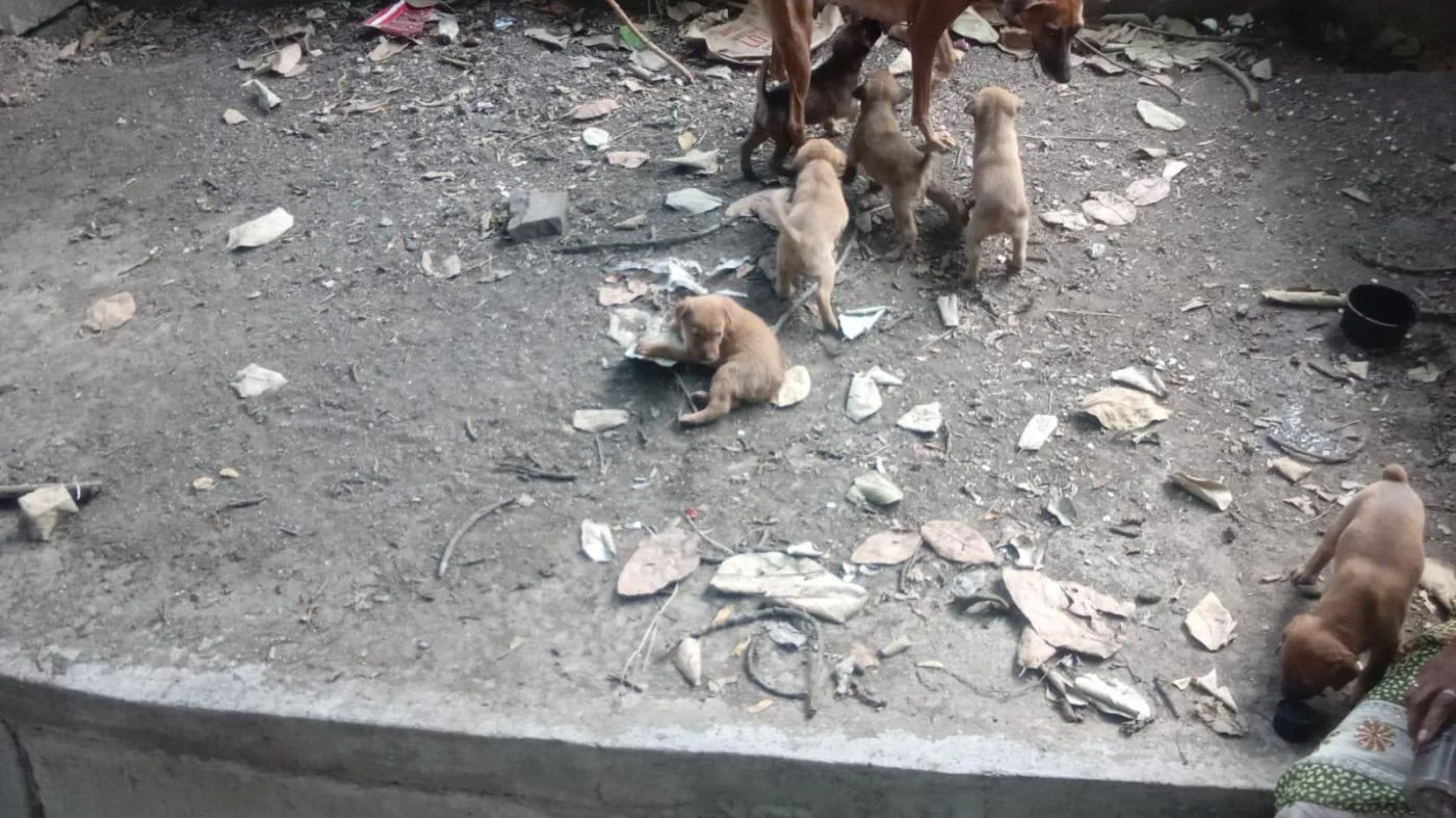 6 Indie puppies for adoption in Bibvewadi in Pune