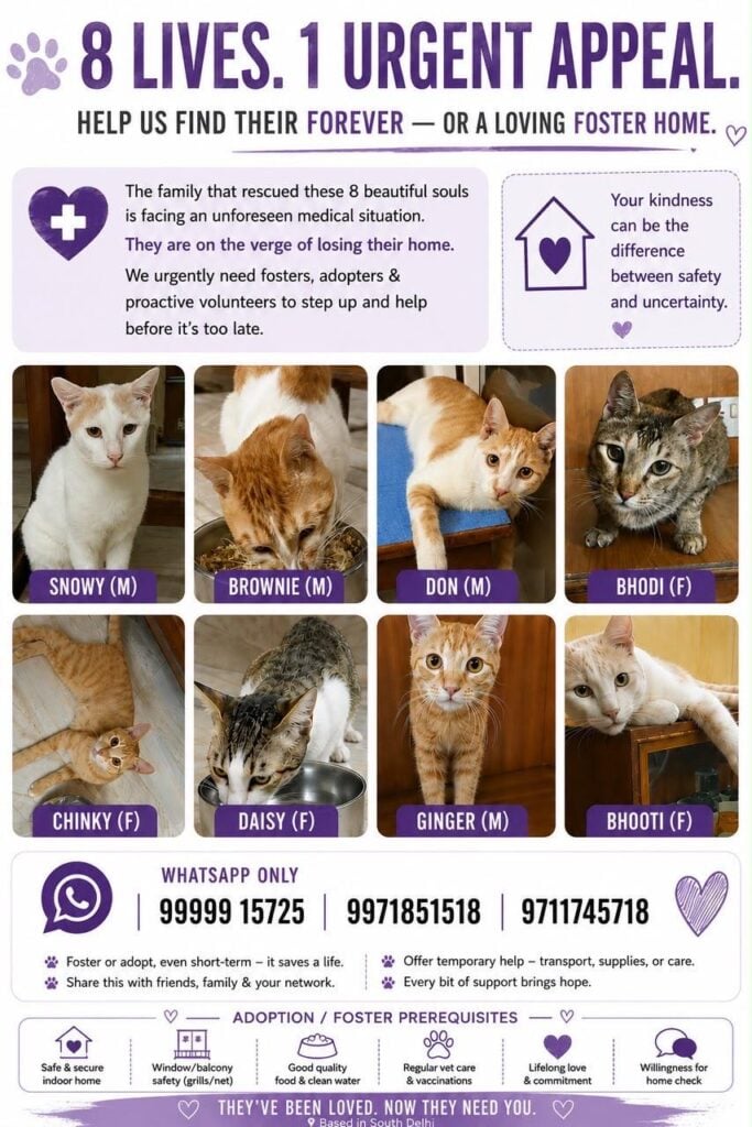 Eight rescued cats needing foster or forever homes in CR Park, New Delhi