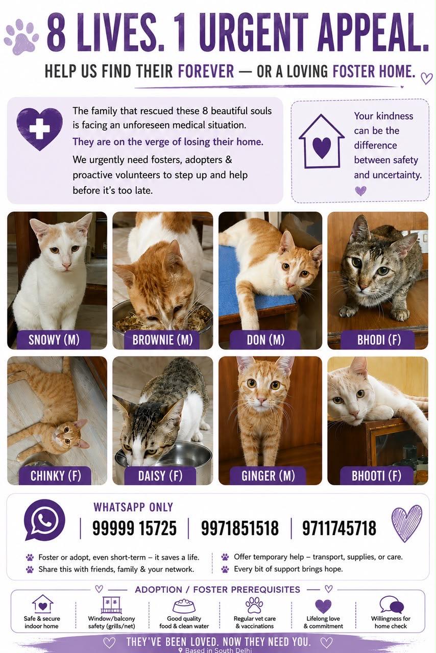 Adoption Appeal: 8 adult cats: parent in coma: CR Park, New Delhi