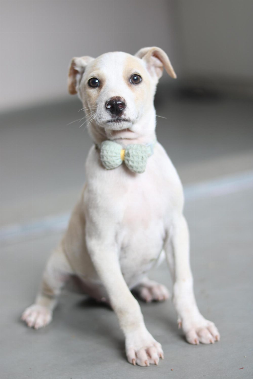 Zozo Is Still Looking for His Forever Home — Bengaluru
