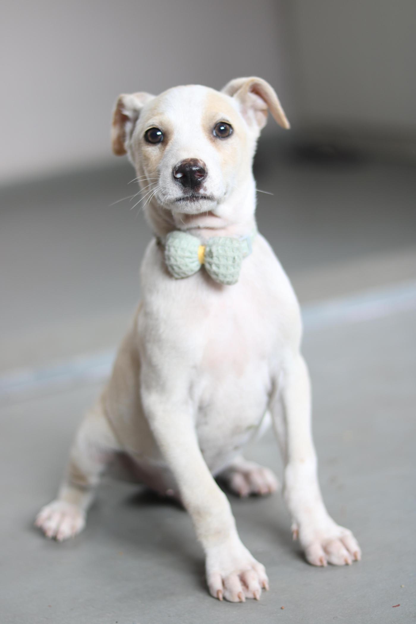 Zozo Is Still Looking for His Forever Home — Bengaluru