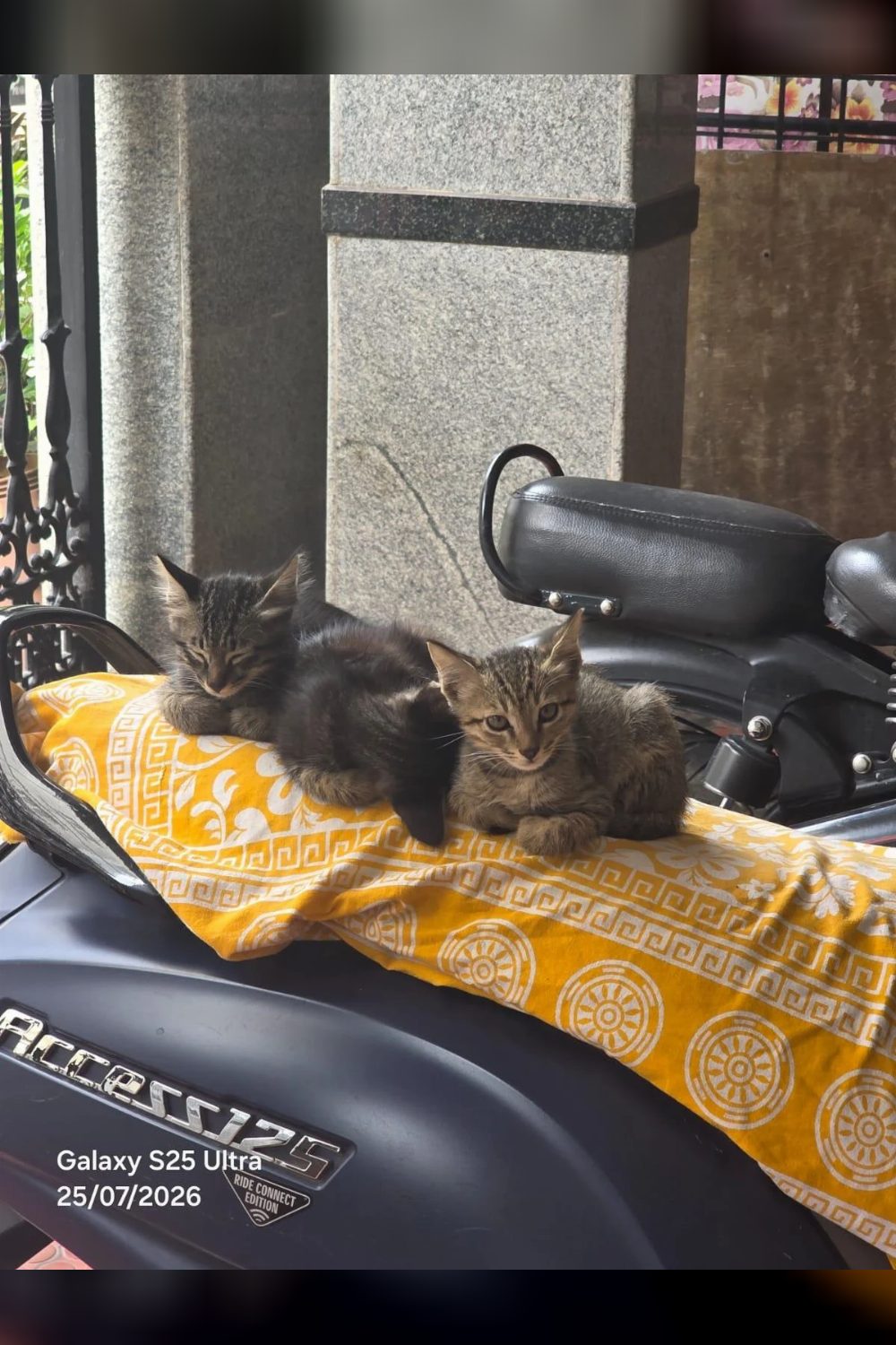 Three orphaned kittens need a home in Jayanagar — Bengaluru