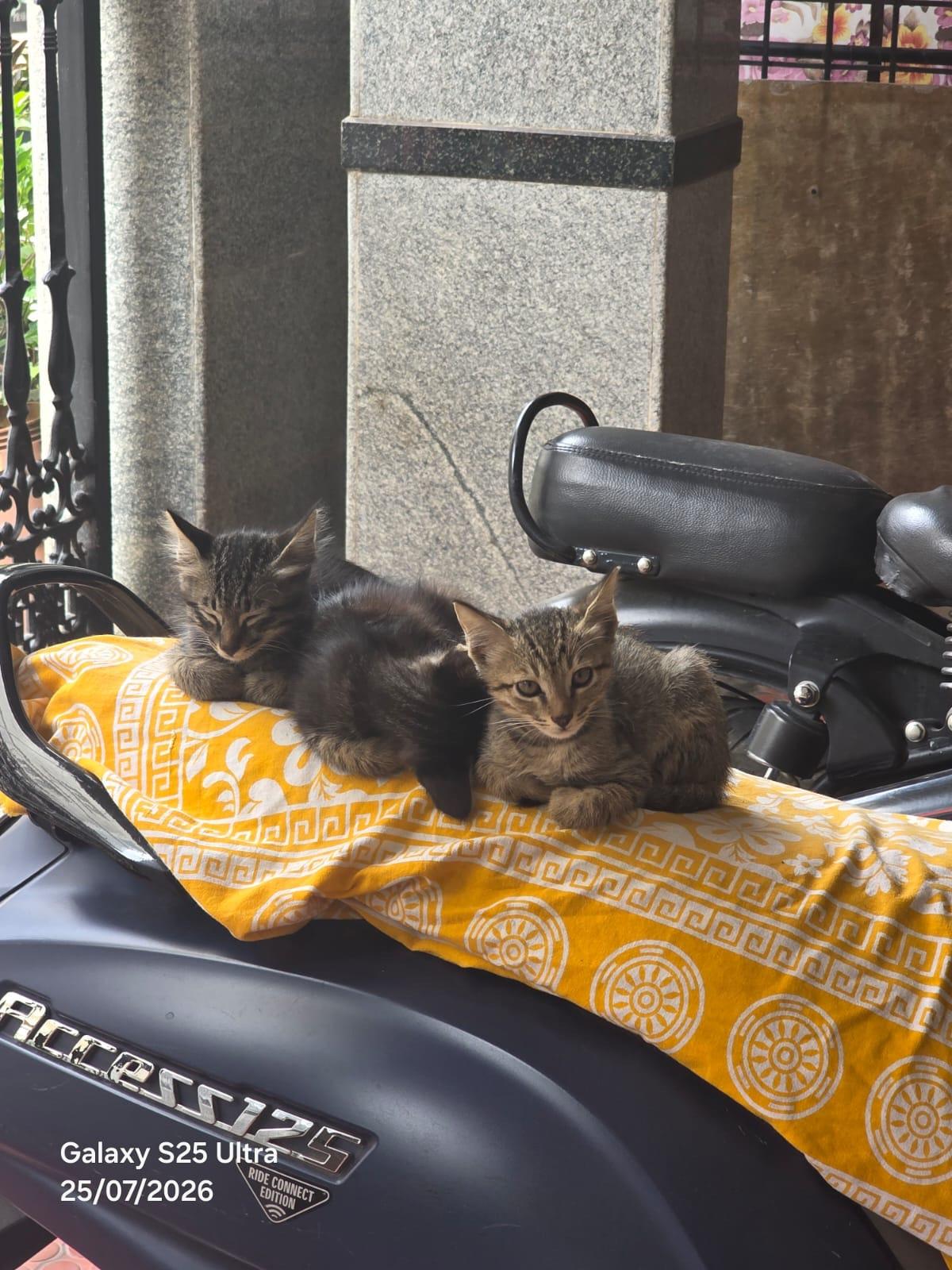 Three orphaned kittens need a home in Jayanagar — Bengaluru