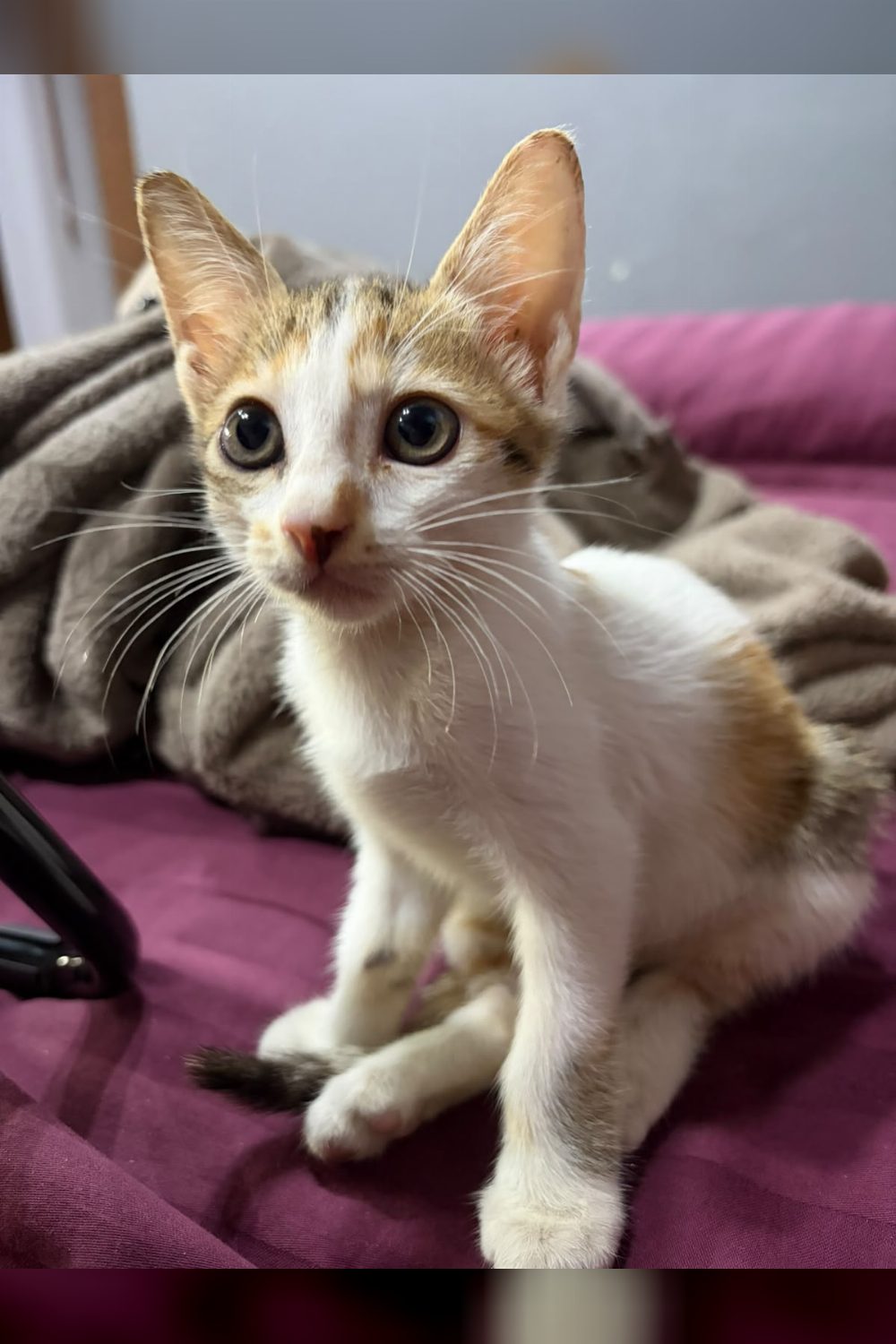 Adopt Luna, a two-month-old kitten — Delhi NCR