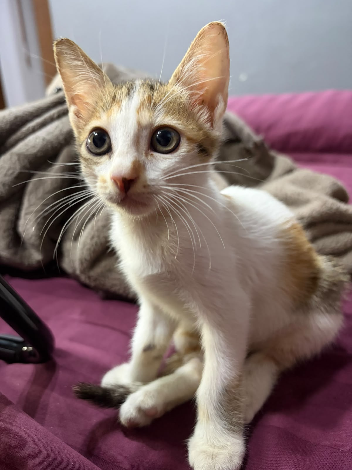 Adopt Luna, a two-month-old kitten — Delhi NCR