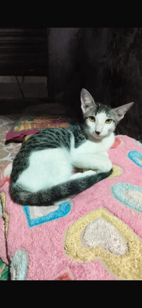 Adoption appeal - pet in Delhi NCR (listing 96990)