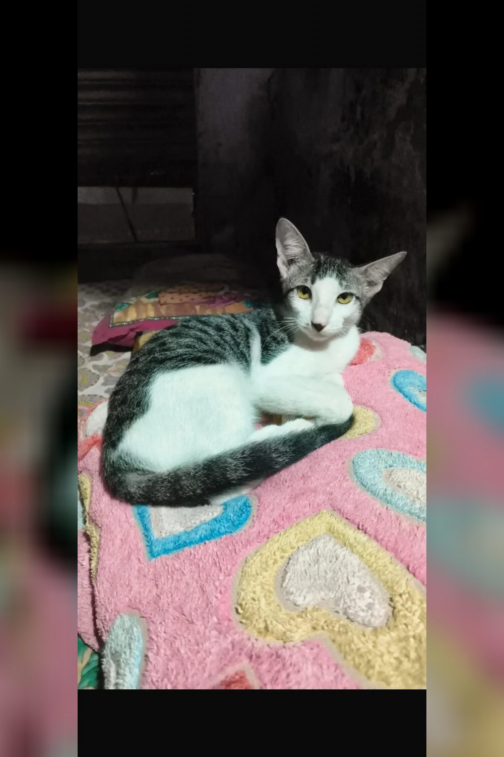 Adopt Meenu, a two-month-old kitten in Laxmi Nagar — Delhi NCR