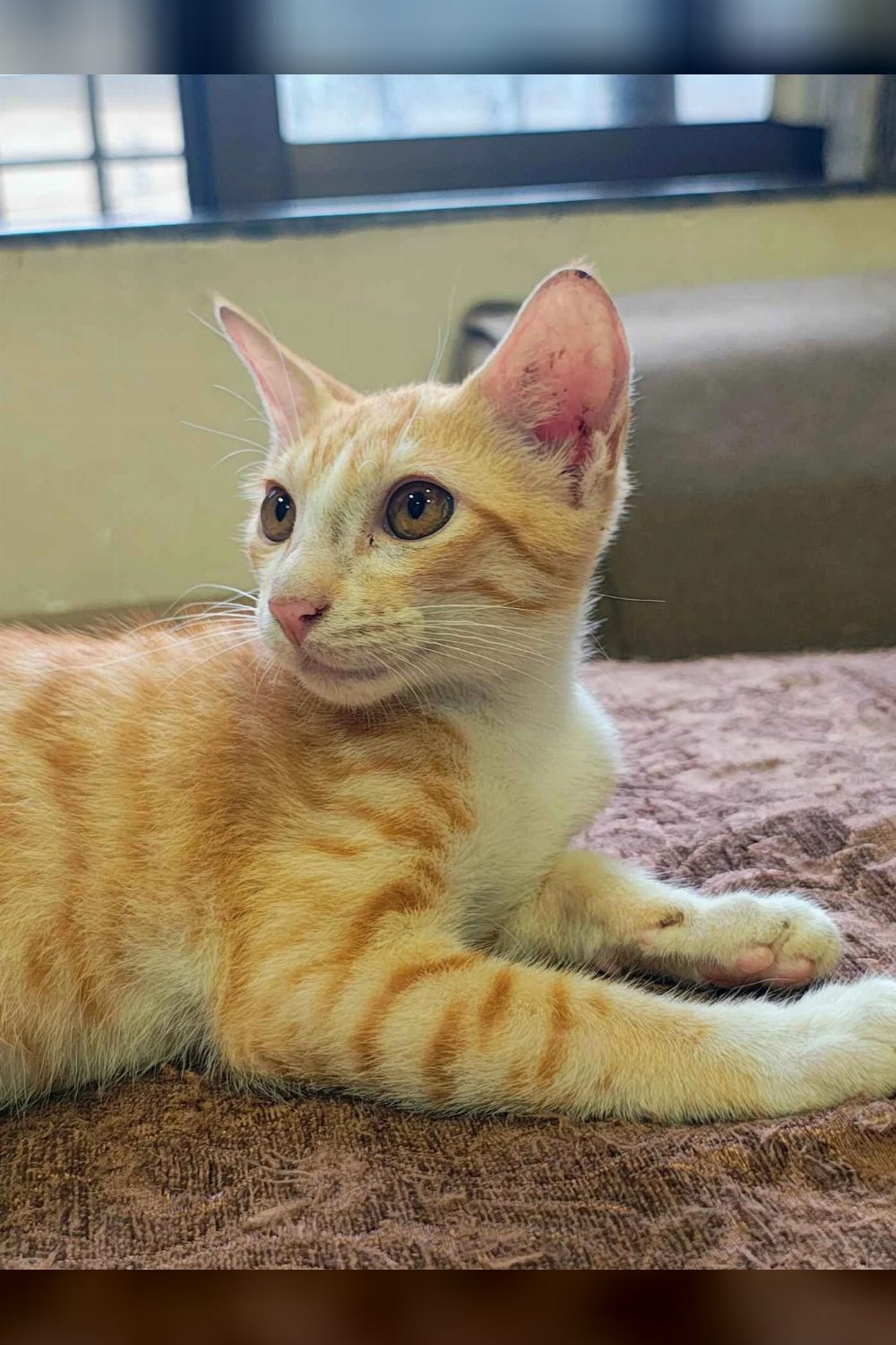 Urgent Adoption appeal for candy location powai — Mumbai