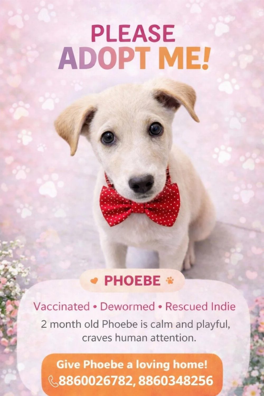 Phoebe, a two-month-old indie who craves company, needs a home — Delhi NCR
