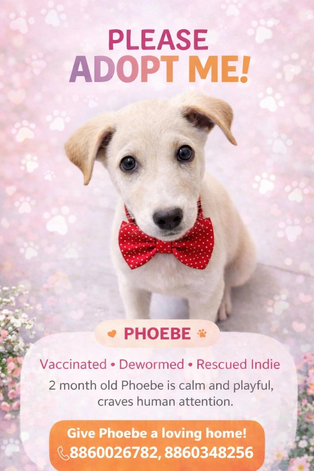 Phoebe, a two-month-old indie who craves company, needs a home — Delhi NCR