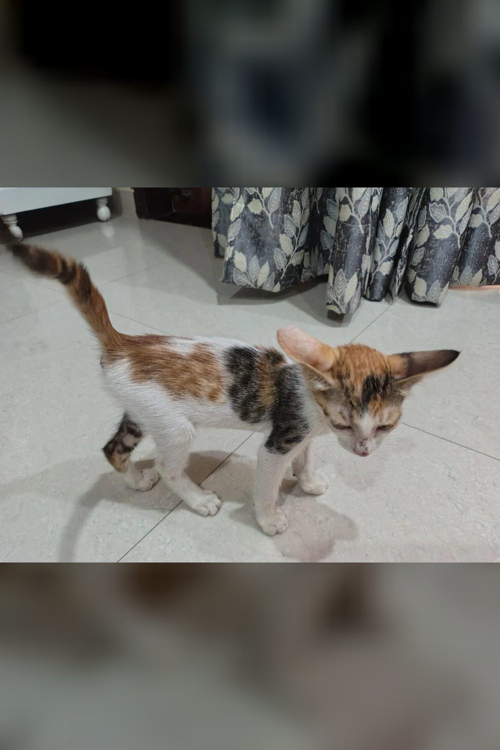 Adopt her please (delhi)