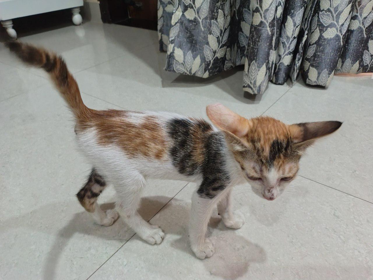 Adopt her please (delhi)
