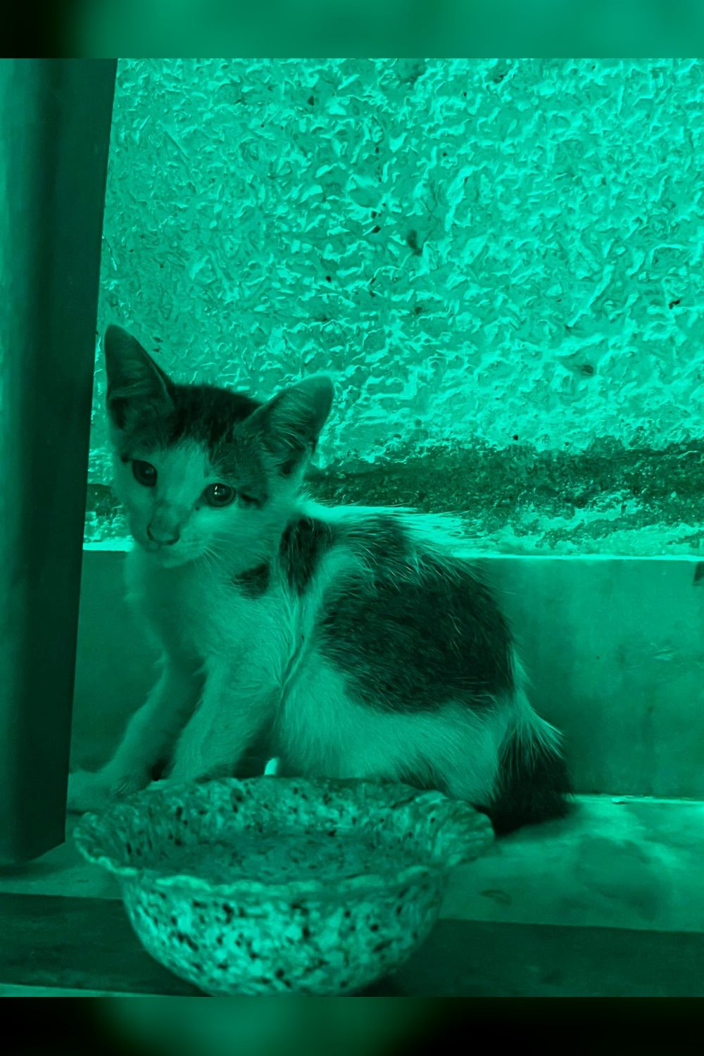 A kitten who lost her mother is living in a Delhi garage