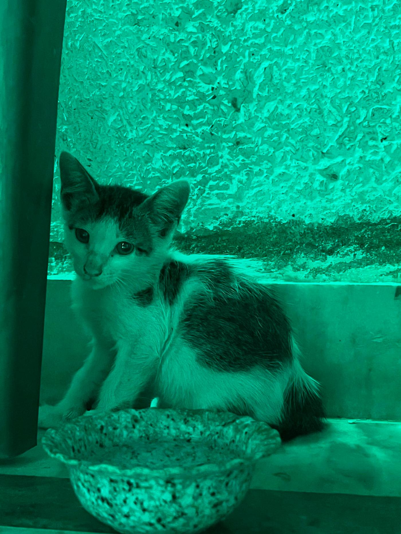 A kitten who lost her mother is living in a Delhi garage
