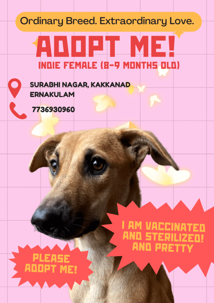 Urgent ADOPTION/FOSTERING appeal - pet in Kochi