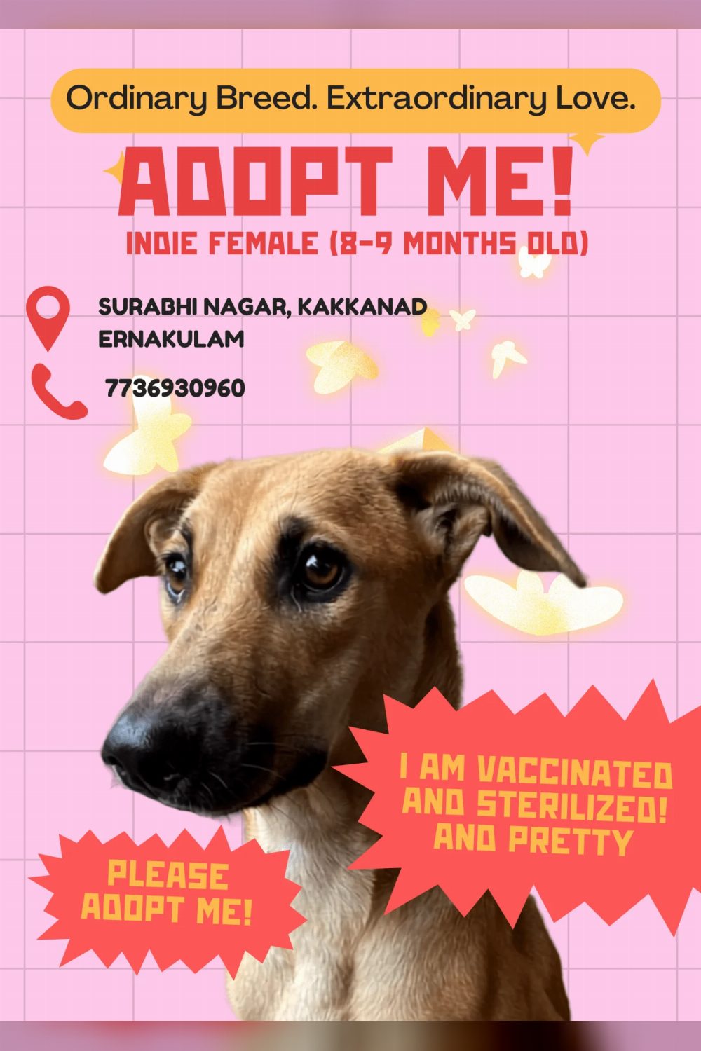 Urgent ADOPTION/FOSTERING appeal — Kochi