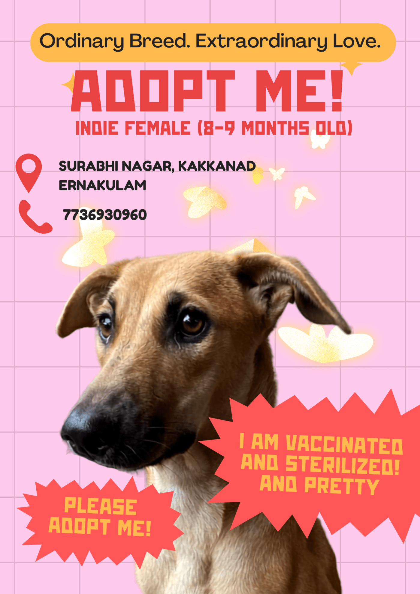 Urgent ADOPTION/FOSTERING appeal — Kochi