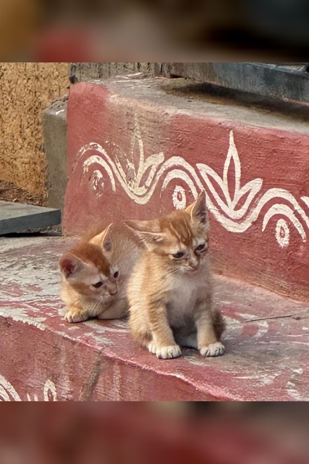 4 orange kittens (20-30 days old) up for adoption — Hyderabad