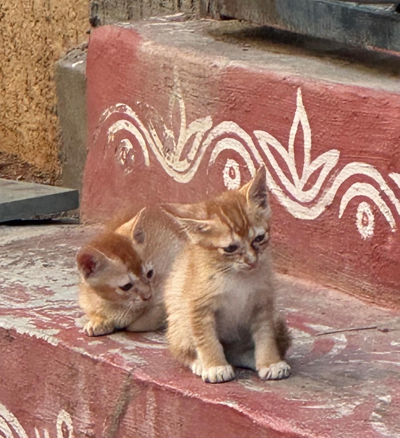 4 orange kittens (20-30 days old) up for adoption — Hyderabad